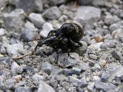 Liparus glabrirostris