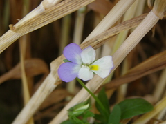 Viola arvensis