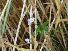Viola arvensis