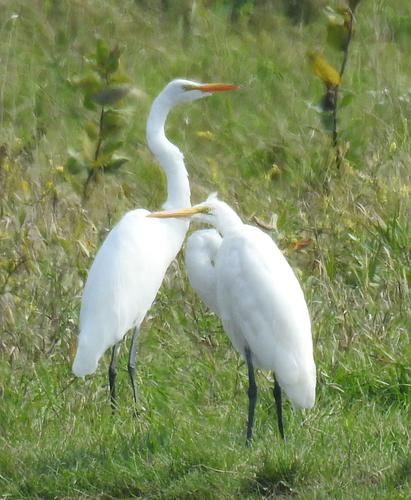 Great Egret photographed in North Dakota