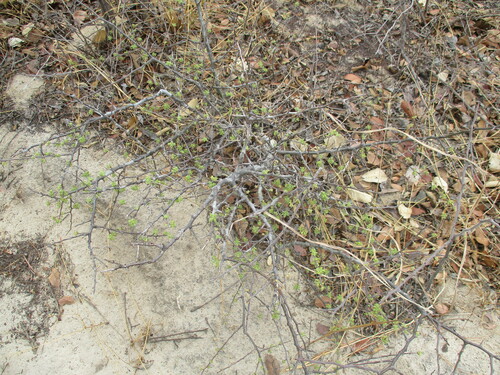 Image of Commiphora angolensis by no rights reserved