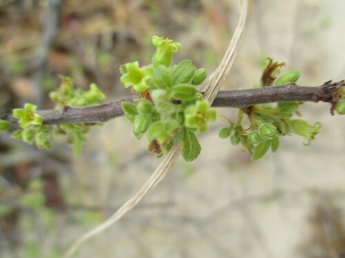 Image of Commiphora angolensis by no rights reserved