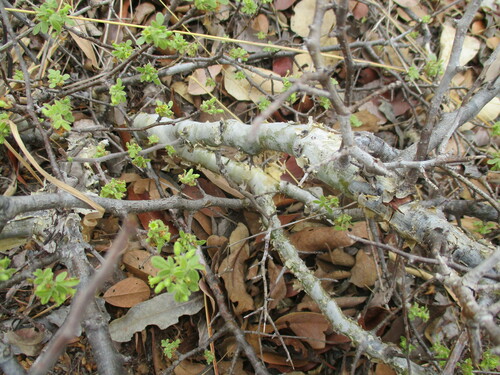 Image of Commiphora angolensis by no rights reserved