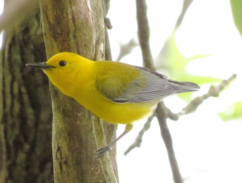 Prothonotary Warbler