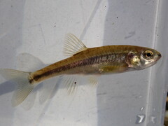 Languedoc Minnow photo 3