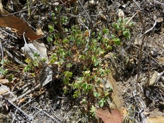 Oxalis californica
