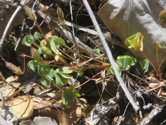 Oxalis californica