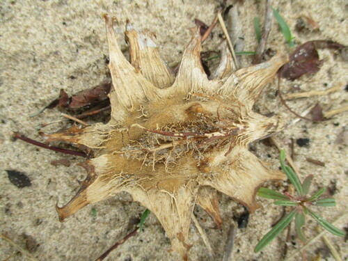 Image of Harpagophytum zeyheri by no rights reserved