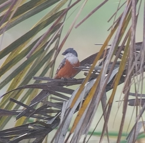Marsh Seedeater (Sporophila palustris), photo 8