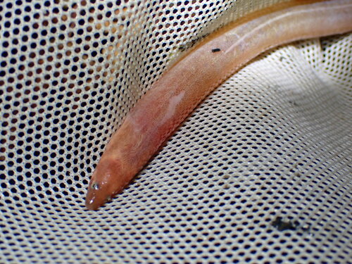 Armless snake eel (Dalophis imberbis) — Ophichthidae — 3