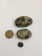Chitonoidea