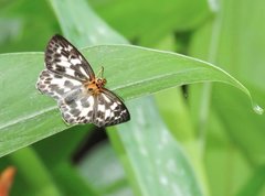 Abraximorpha davidii