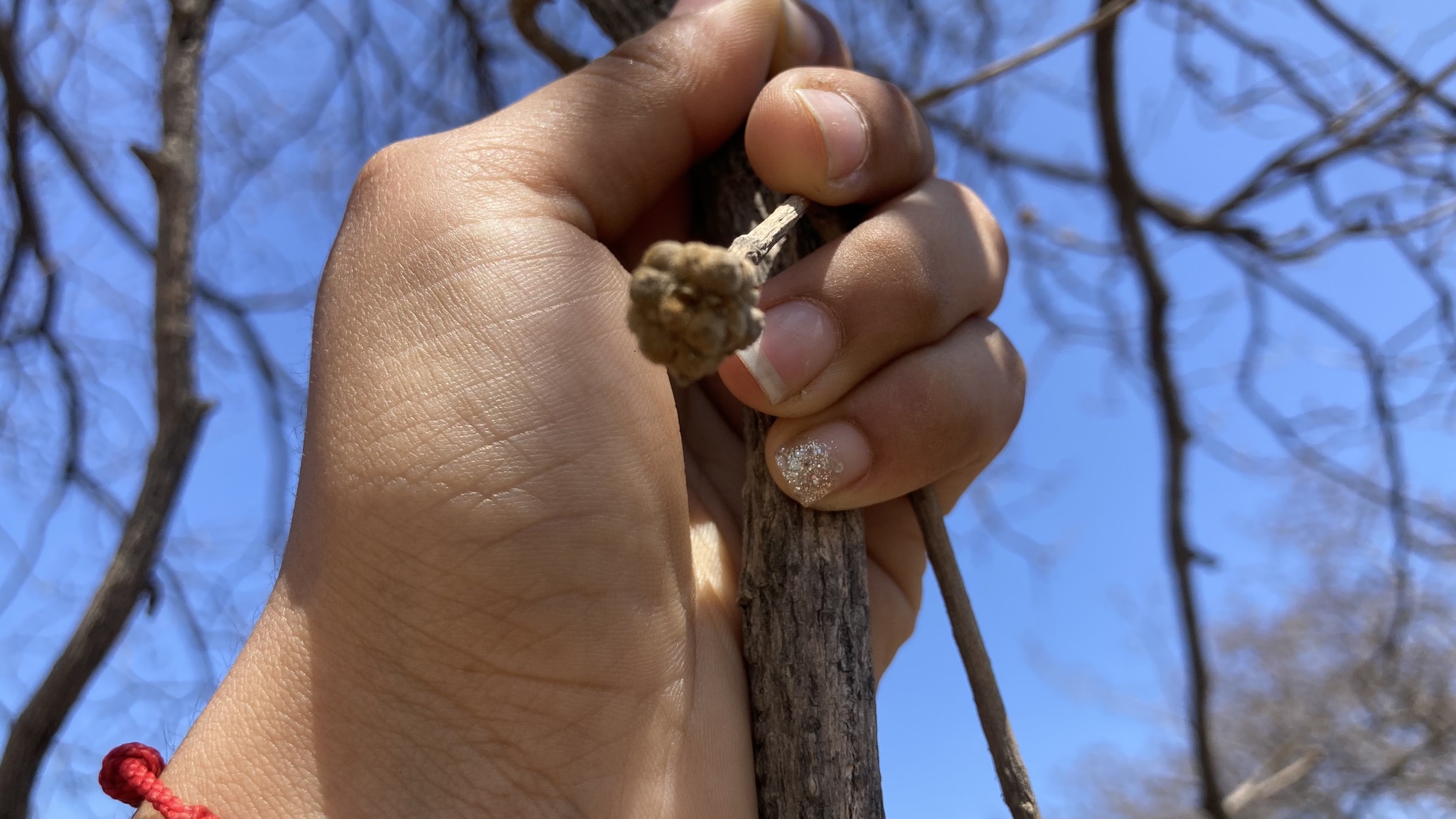 Handroanthus image