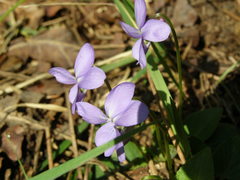 Viola hirta