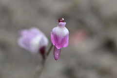Utricularia minutissima