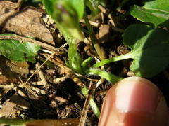 Viola hirta