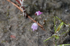 Utricularia minutissima