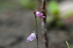 Utricularia minutissima