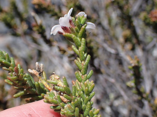 Image of Acmadenia teretifolia by (c) Ren Hoekstra, some rights reserved (CC BY)