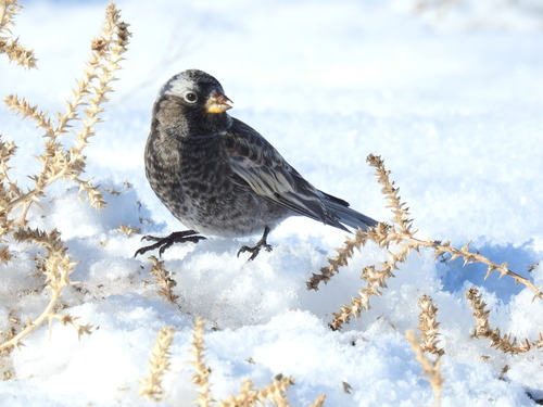 Black Rosy Finch (Leucosticte atrata), photo 10