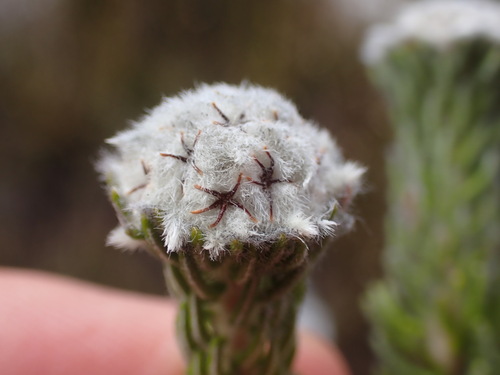 Phylica constricta (Phylica constricta)
