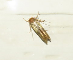 Stathmopodinae