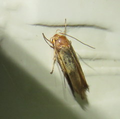 Stathmopodinae