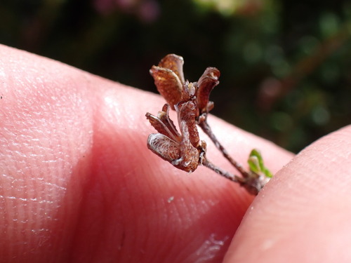 Image of Agathosma capensis by (c) Ren Hoekstra, some rights reserved (CC BY)
