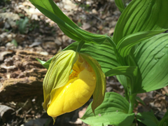 Cypripedium parviflorum pubescens
