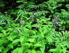Nepeta manchuriensis