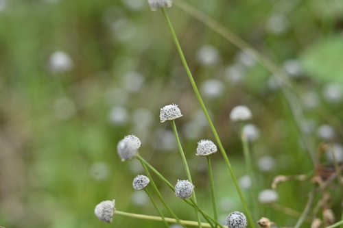 Eriocaulon nantoense iNat (1)