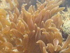 Heteractis aurora