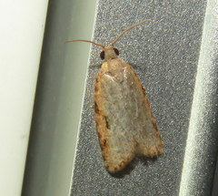 Meritastis piperata