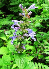 Nepeta manchuriensis