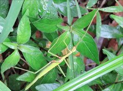 Huananphasma amicum