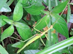 Huananphasma amicum