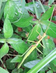 Huananphasma amicum