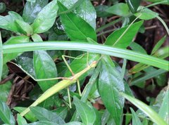 Huananphasma amicum