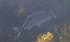 Latridopsis ciliaris