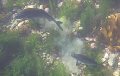 Latridopsis ciliaris