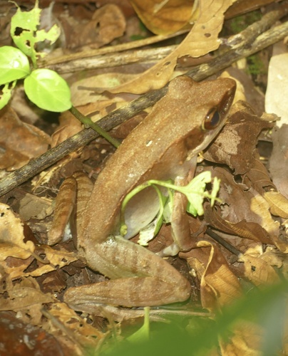 Papua Frog, Hylarana papua
