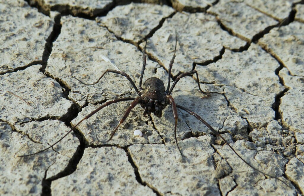 Zachaeus simferopolensis