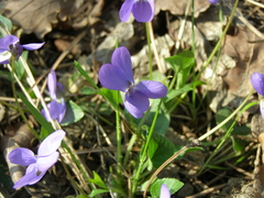 Viola hirta