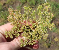 Glomeratae