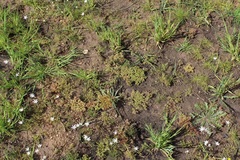 Glomeratae