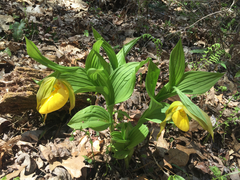 Cypripedium parviflorum pubescens