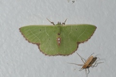 Comibaena leucospilata