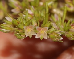 Glomeratae