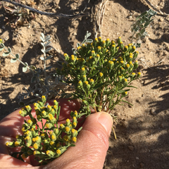 Amblyopappus pusillus