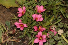 Moraea versicolor
